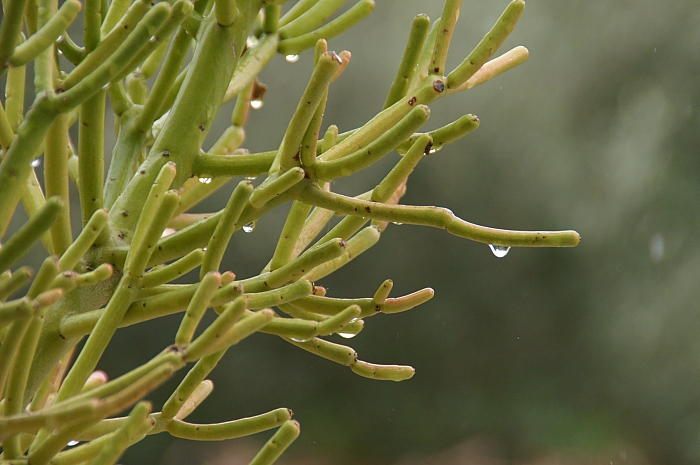 PICT1818 RAINDRPOS ON CACTUS.jpg - 249696 Bytes